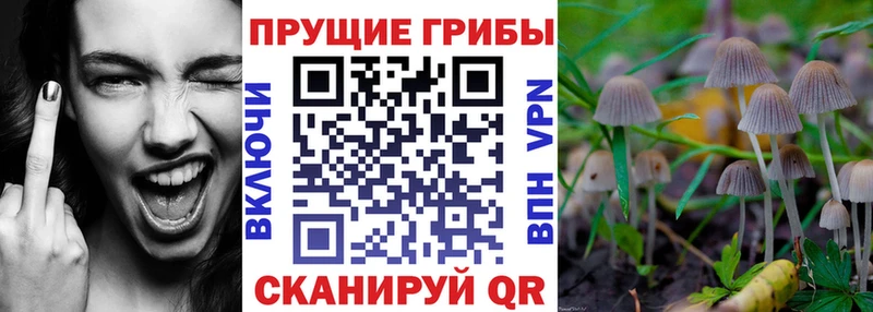 нарко площадка состав наркотики Демидов Галлюциногенные грибы Magic Shrooms